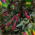 Brazilliana Toucano, zrnková káva, Arabica 100%, 1 kg_obr8