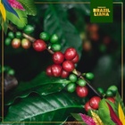 Brazilliana Toucano, zrnková káva, Arabica 100%, 1 kg_obr9