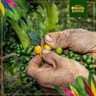 Brazilliana Toucano, zrnková káva, Arabica 100%, 1 kg_obr10