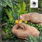 India, zrnková káva, Arabica 100%, 1 kg_obr8